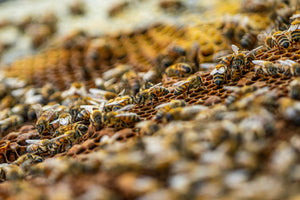 Free Beekeeping Classes
