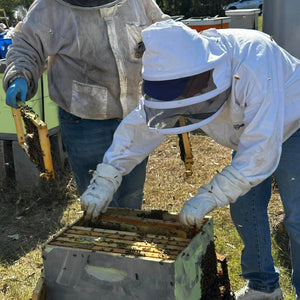 Visit an Apiary!