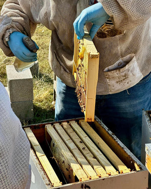 Free Beekeeping Classes