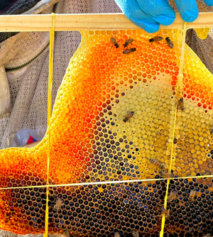 Free Beekeeping Classes