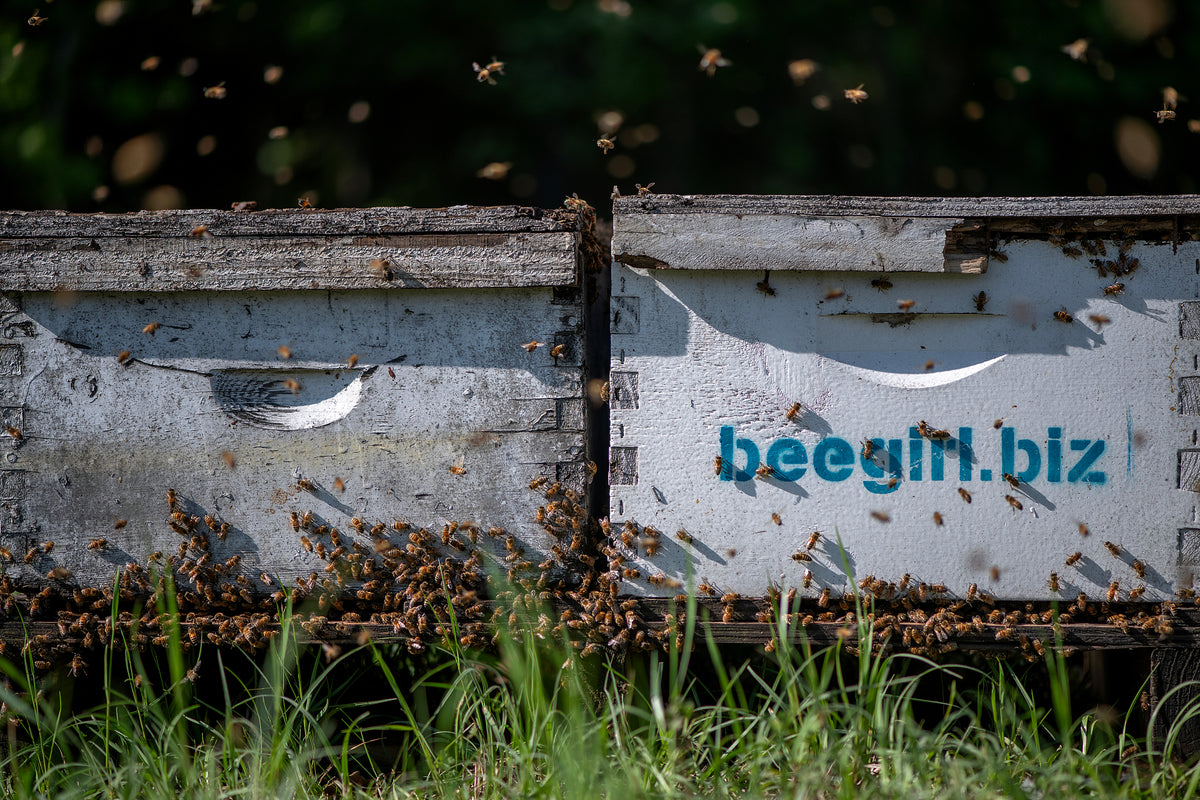 Donate to Support TVBA's Mission