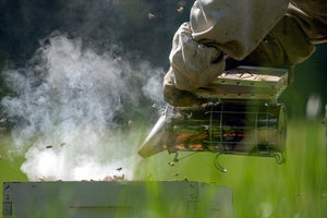 Visit an Apiary!