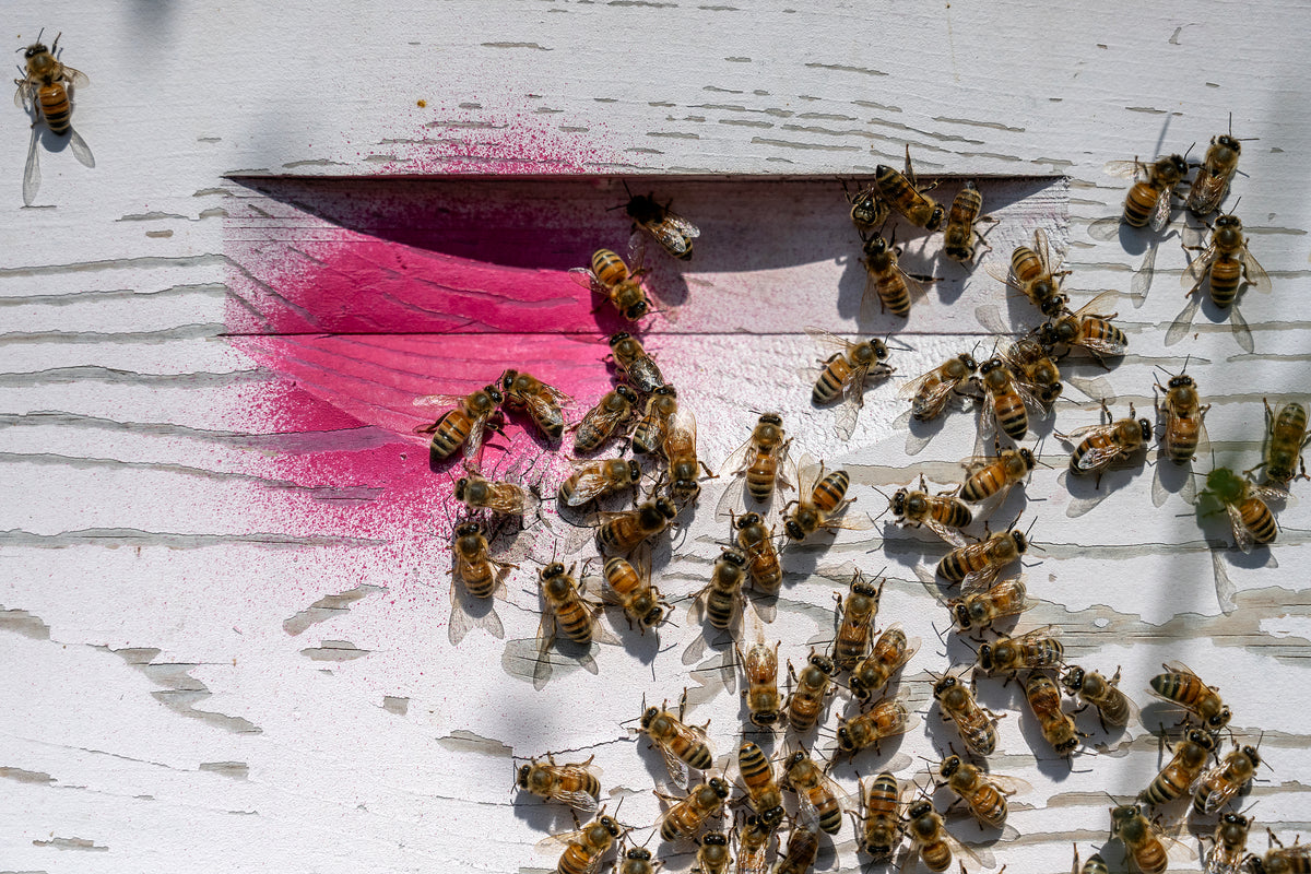 Donate to Support TVBA's Mission