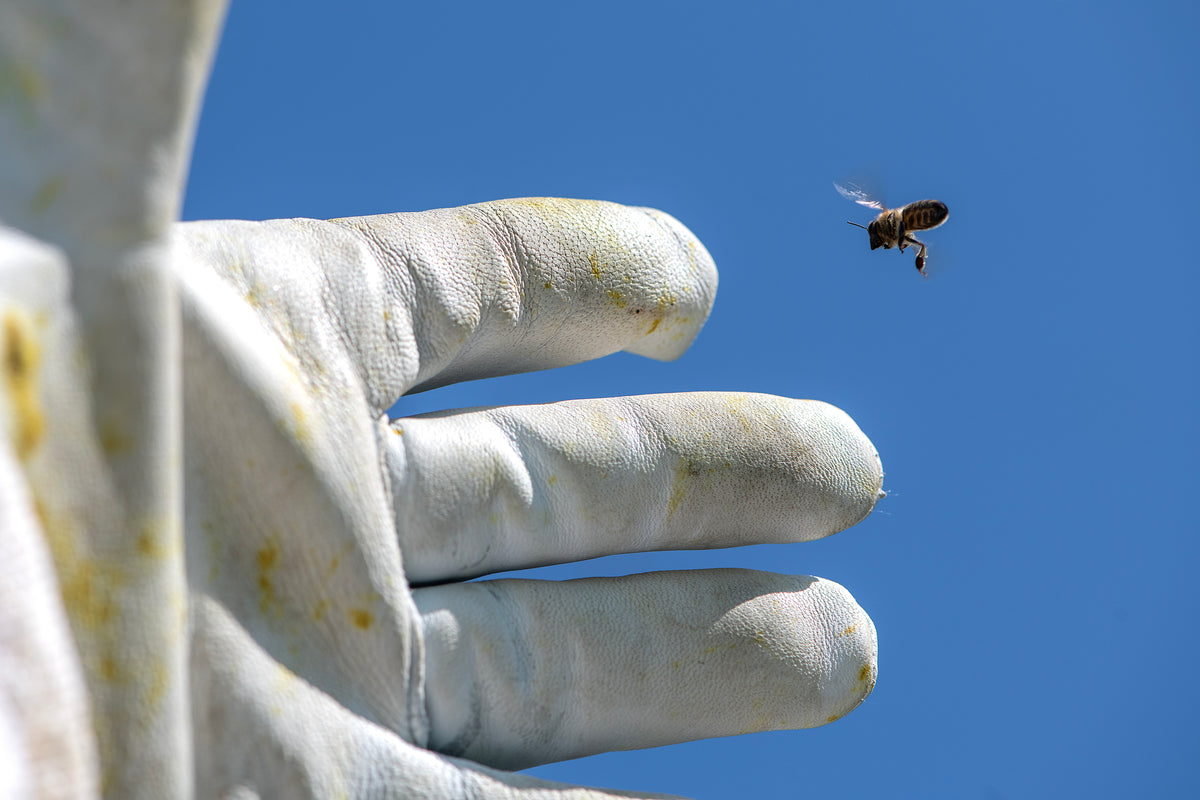 Donate to Support TVBA's Mission