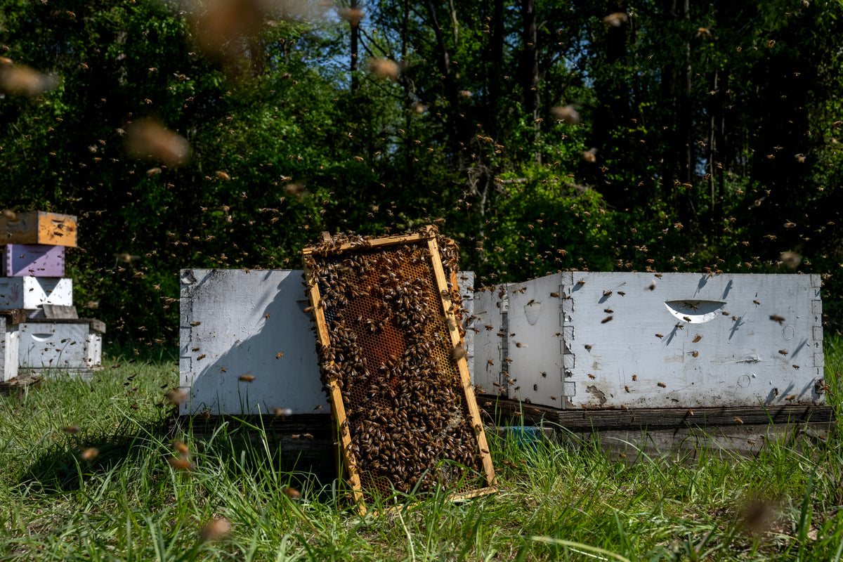 Donate to Support TVBA's Mission