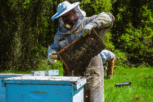 Visit an Apiary!