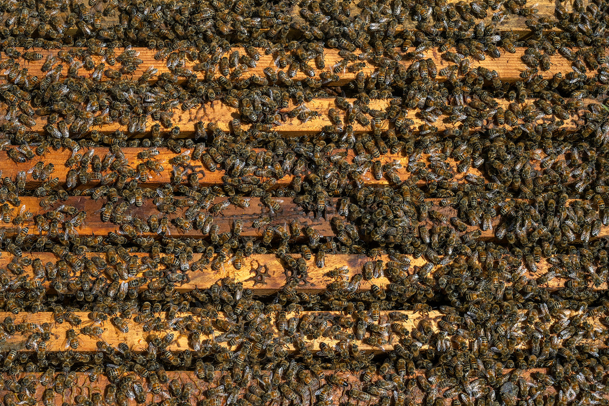 Donate to Support TVBA's Mission