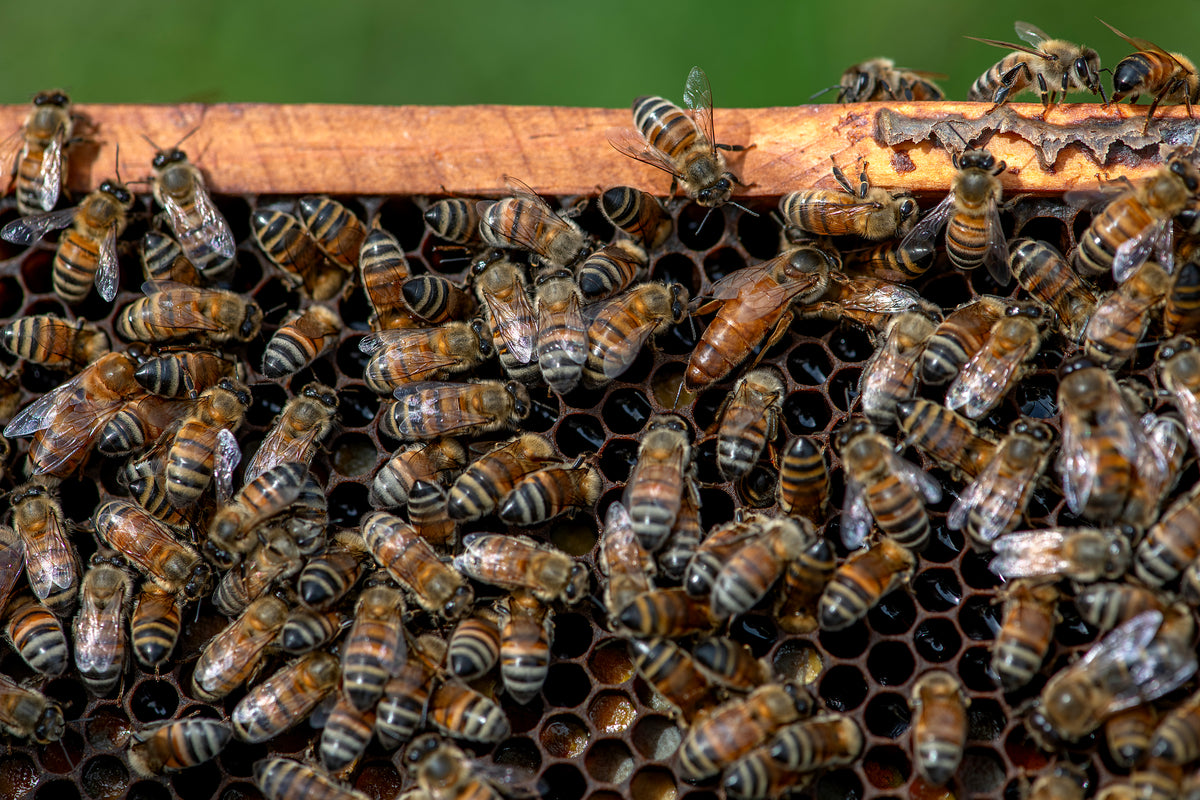 Donate to Support TVBA's Mission