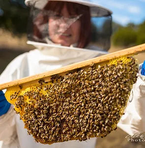 Natural, Treatment-Free Beekeeping Workshop