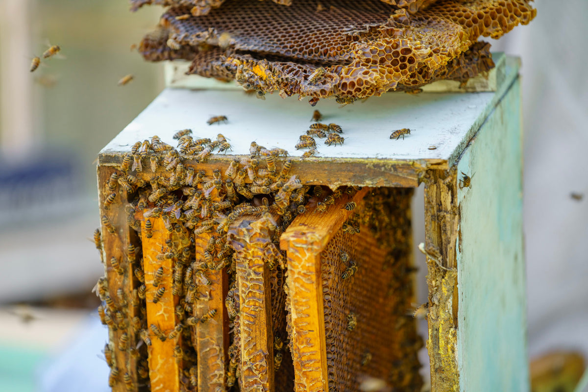 Free Beekeeping Classes