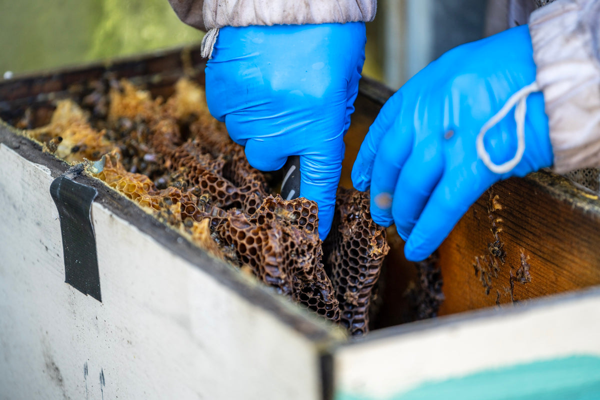 Free Beekeeping Classes