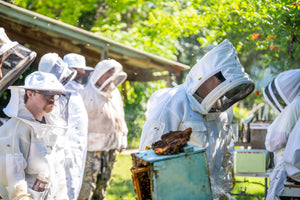 Visit an Apiary!