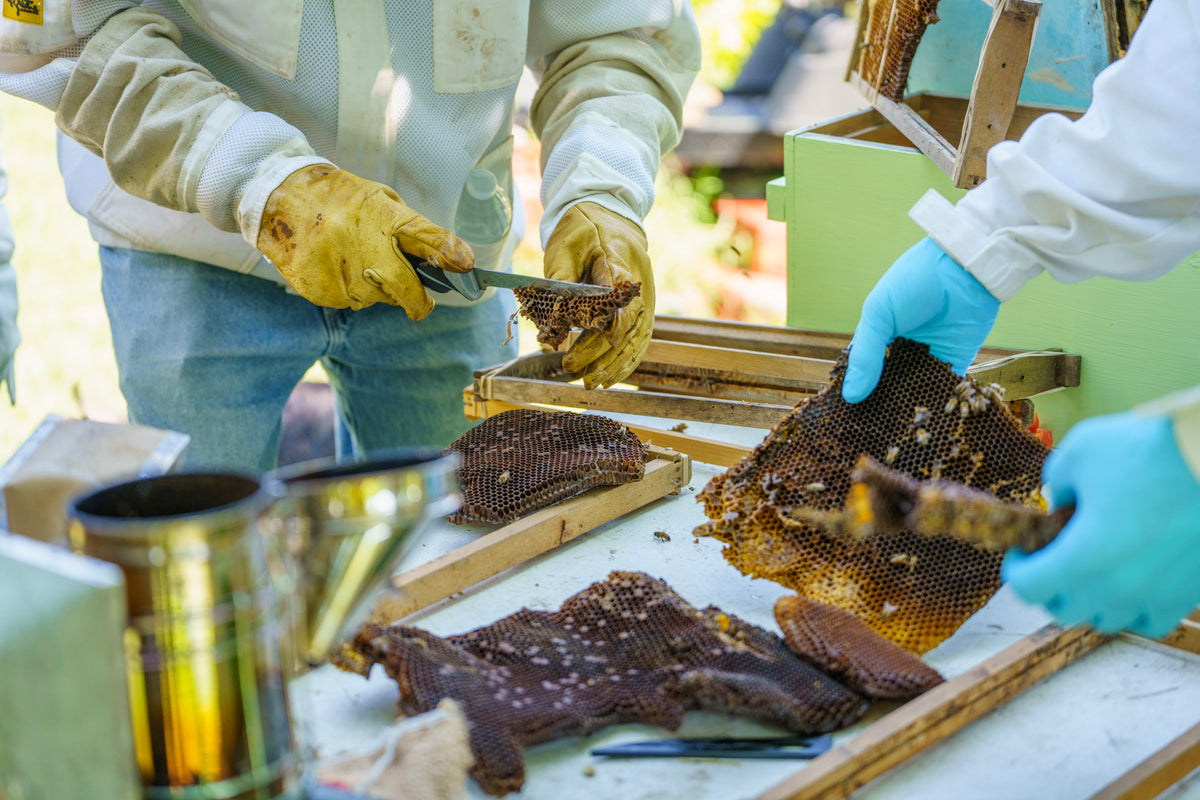 Free Beekeeping Classes