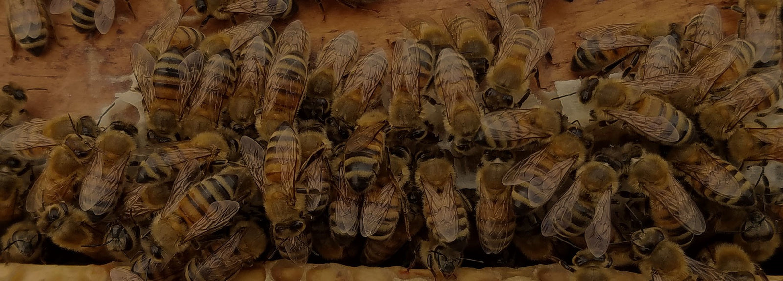 TVBA BEES