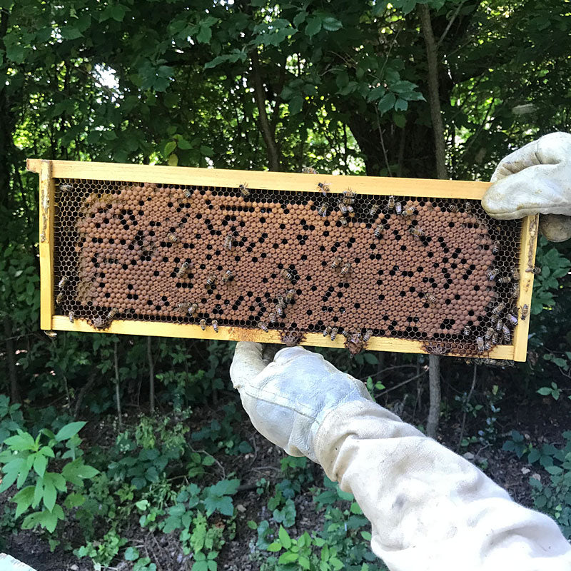 Free Beekeeping Classes